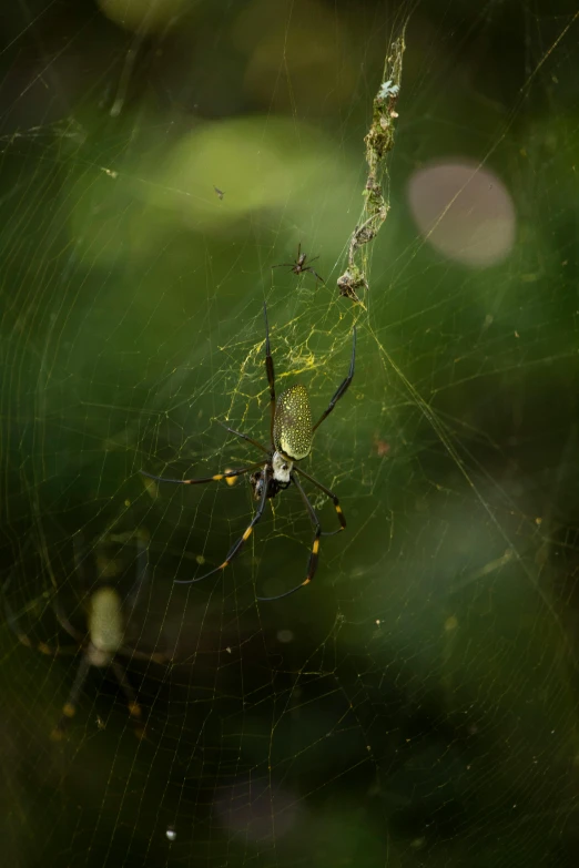 a close up of a spider on a web, a picture, by Basuki Abdullah, unsplash contest winner, net art, green and yellow, in a jungle, family dinner, ilustration