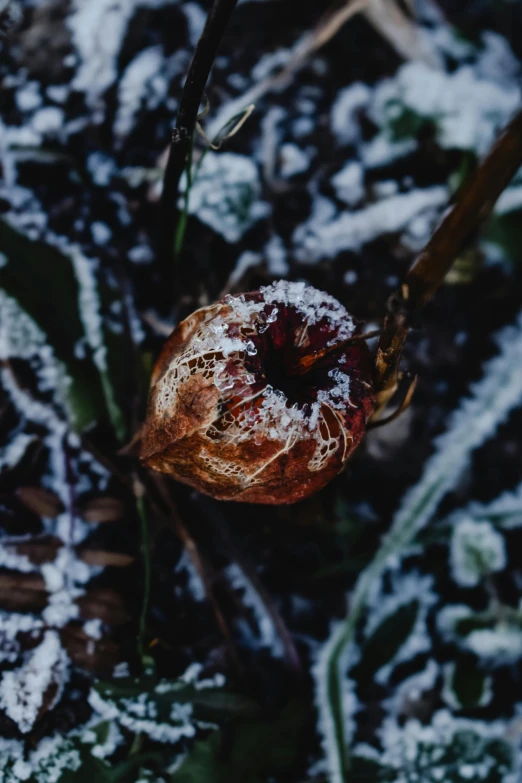 an apple sitting on top of a leaf covered ground, inspired by Elsa Bleda, unsplash contest winner, renaissance, snowing frozen ice, cotton, shot on hasselblad, low-angle shot