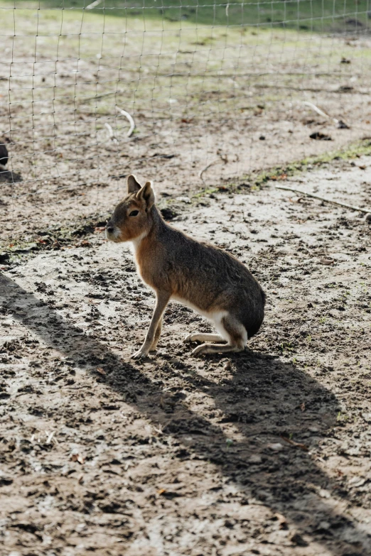 a small animal standing on top of a dirt field, unsplash, mingei, soft shadow, low quality photo, multiple stories, zoo