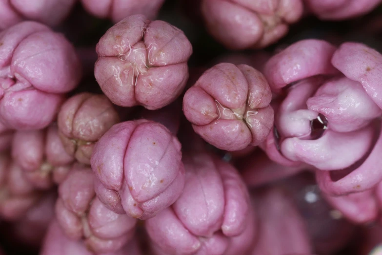 a close up of a bunch of pink flowers, a macro photograph, by Chris Rallis, unsplash, renaissance, many cryogenic pods, high quality image”, grey, demna gvasalia