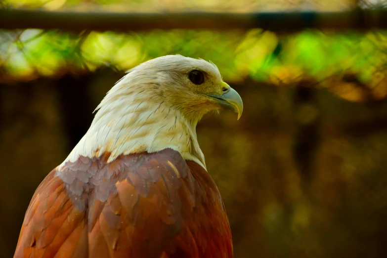 a close up of a bird of prey, pexels contest winner, hurufiyya, red bird, brown, malaysian, 🦩🪐🐞👩🏻🦳