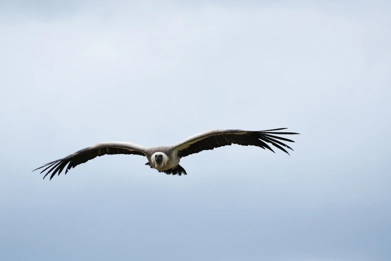 a large bird that is flying in the sky, pexels contest winner, hurufiyya, big horn, grey, vacation photo, front on