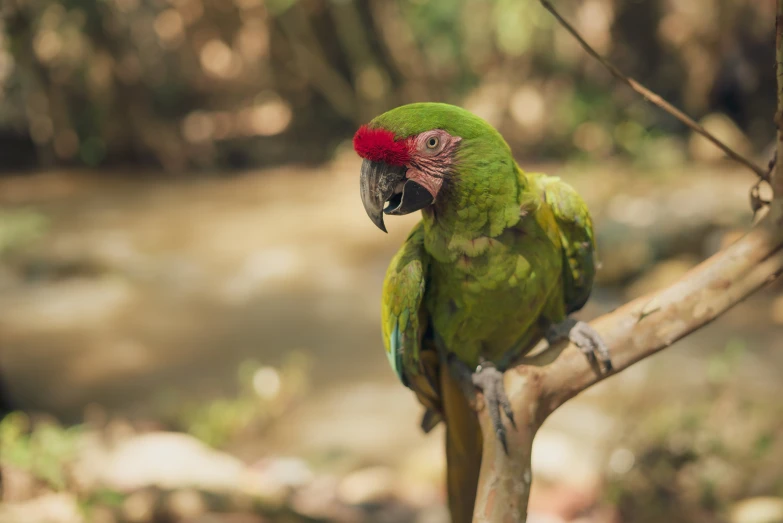 a green parrot sitting on top of a tree branch, a portrait, pexels contest winner, las pozas, green and red, instagram post, laos