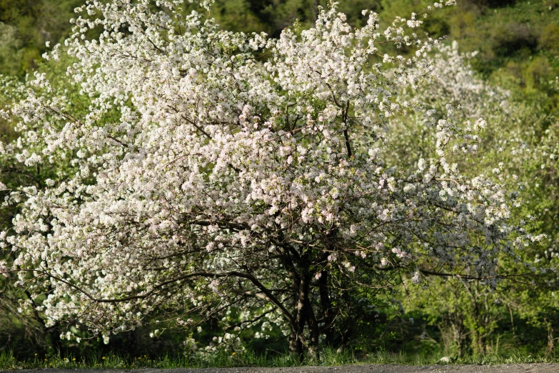 a tree that is in the middle of a field, a portrait, by Eero Järnefelt, unsplash, apple blossoms, in karuizawa, 1 6 x 1 6, panorama