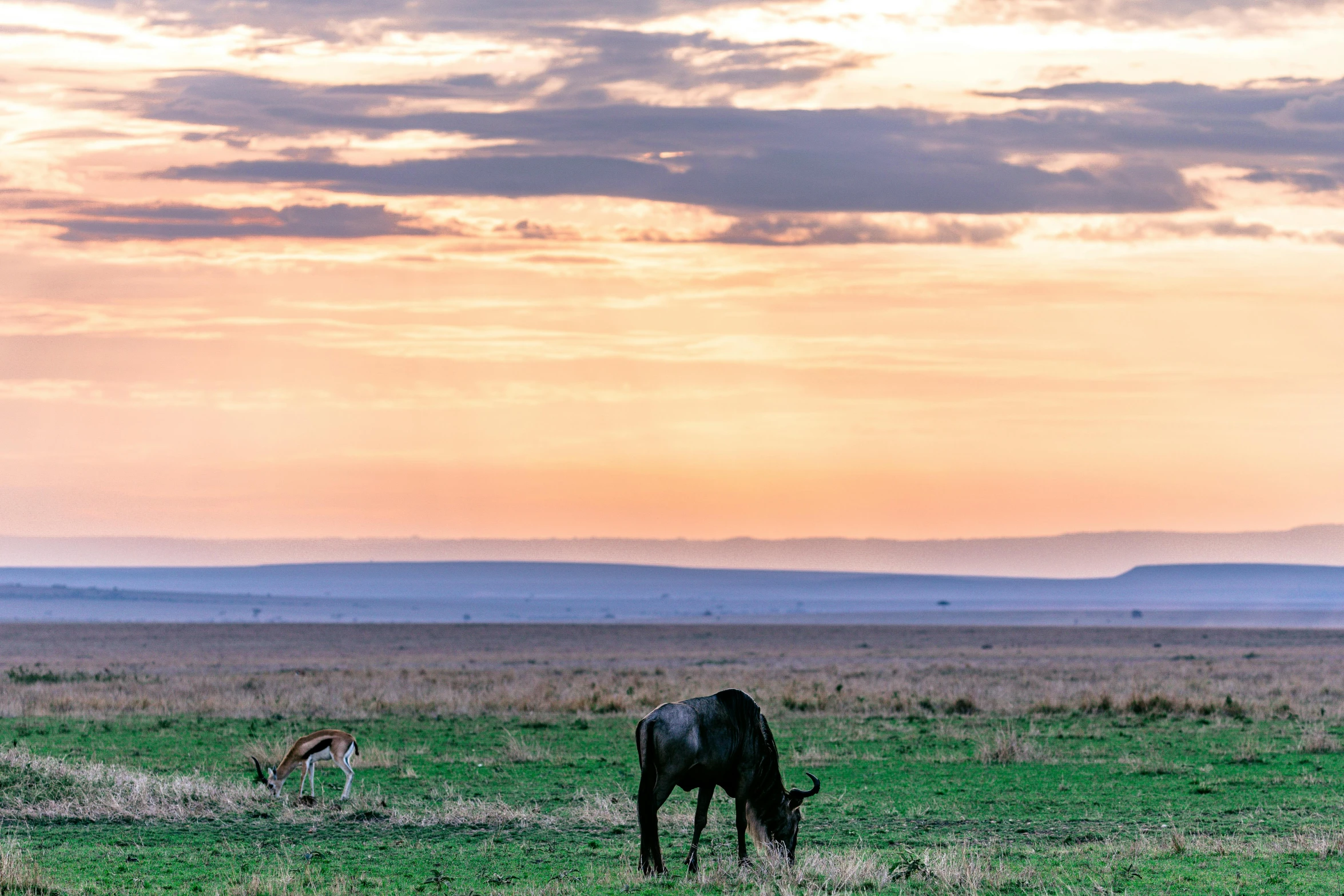 a black horse standing on top of a lush green field, on the african plains, sunset in the distance, jen atkin, fine art print