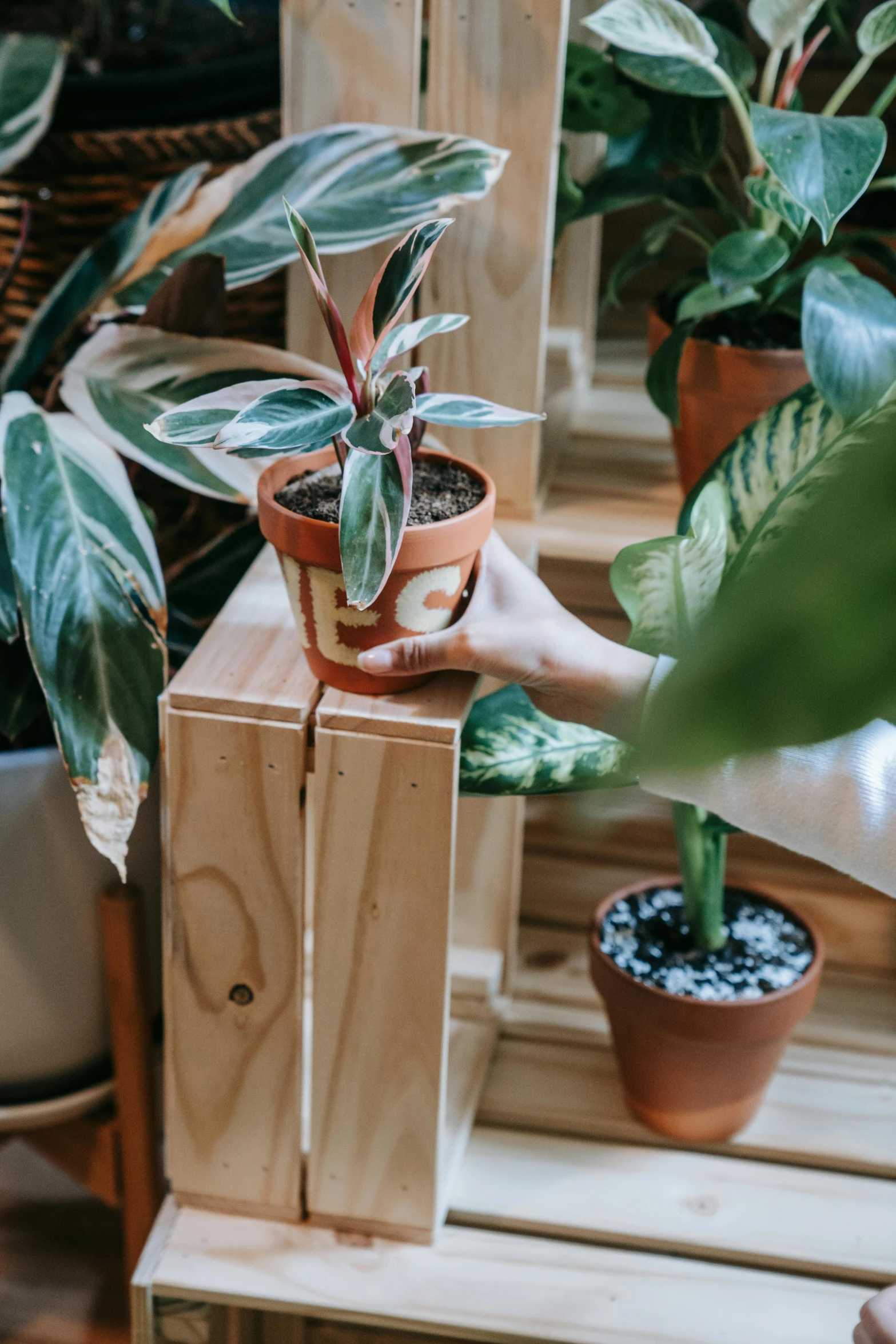 a person holding a potted plant on top of a wooden crate, by Emily Mason, indoor setting, no cropping, terracotta, growth