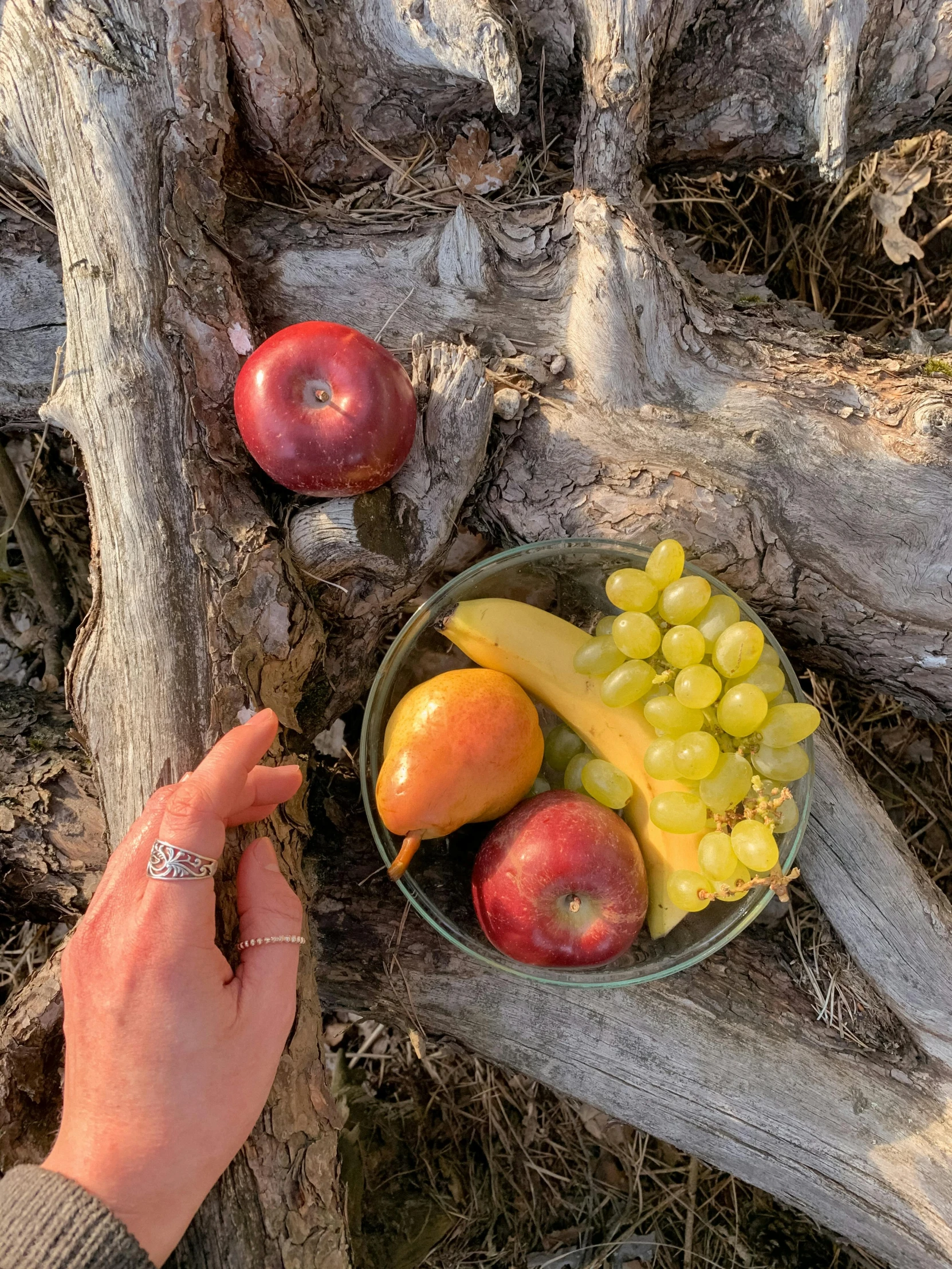 a close up of a person holding a bowl of fruit, next to a tree, profile image, hollister ranch, flatlay