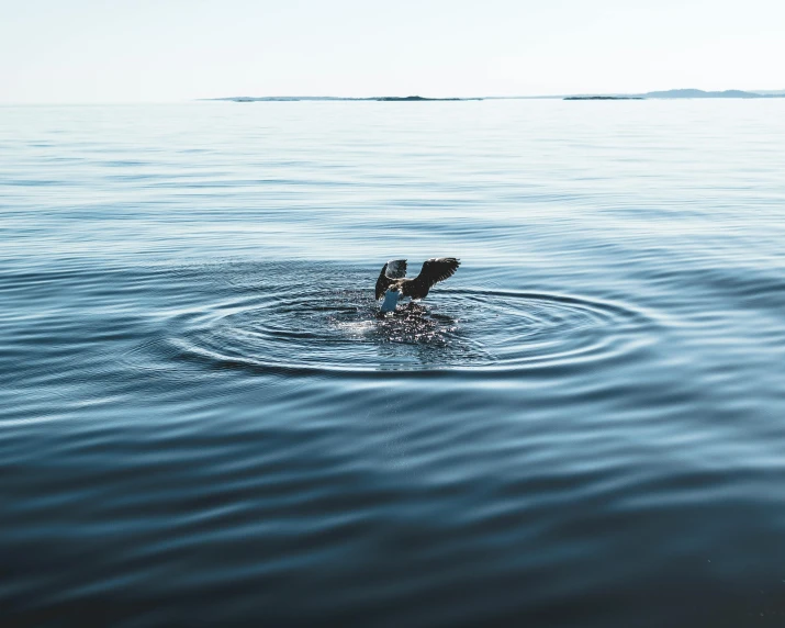 a duck in the middle of a body of water, an album cover, by Jesper Knudsen, pexels contest winner, rippling electromagnetic, sea, take off, subsurface scandering