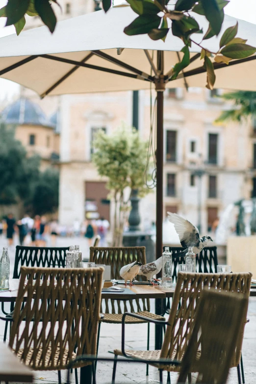 an outdoor dining area with tables and chairs, a portrait, by Daniel Gelon, unsplash, seville, parasol, grilled artichoke, square