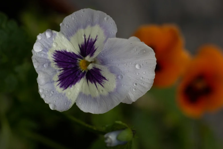 a close up of a flower with water droplets on it, by David Garner, pexels contest winner, photorealism, white and purple, colored flowers, fan favorite, shady dull weather