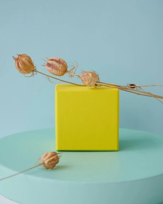 a yellow box sitting on top of a blue table, inspired by Robert Mapplethorpe, unsplash, new sculpture, willow plant, cheerful colours, product display photograph, sherbert sky