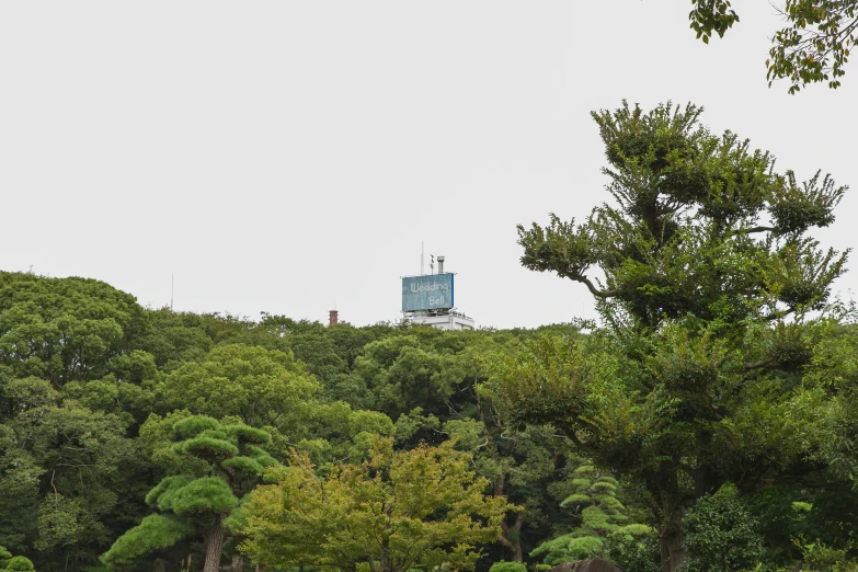 a herd of cattle grazing on top of a lush green field, a picture, sōsaku hanga, lookout tower, maritime pine, 2022 photograph, japanese glass house
