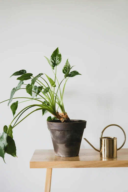 a potted plant sitting on top of a wooden table, inspired by Carpoforo Tencalla, watering can, lush greens, full product shot, made of bronze