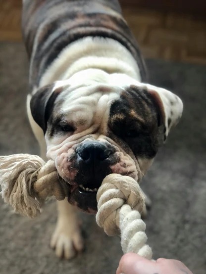 a brown and white dog chewing on a rope, pexels contest winner, instagram story, wrinkly, bulky build, 1 6 x 1 6