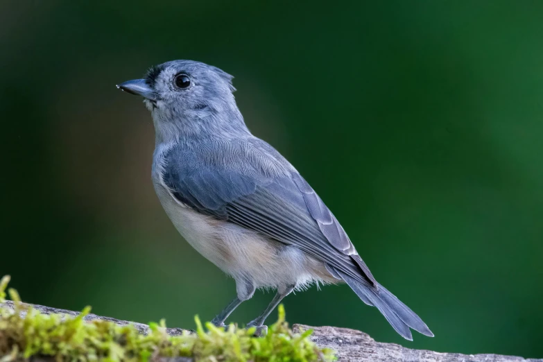 a small bird sitting on top of a moss covered branch, a portrait, by Jim Manley, blue gray, fan favorite, dressed in a gray, photo of a beautiful