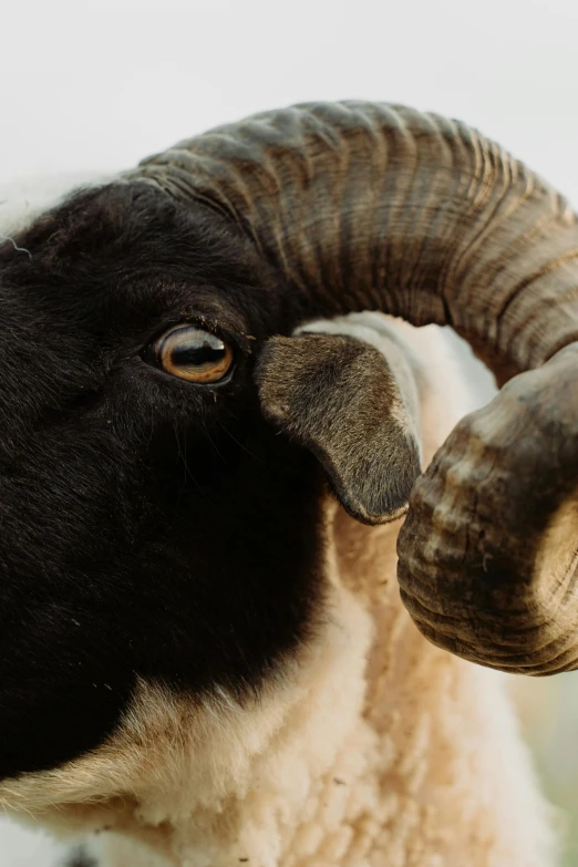 a close up of a ram with large horns, by Jan Tengnagel, trending on unsplash, standing beside a sea sheep, an oldman, black horns, taken in the late 2000s