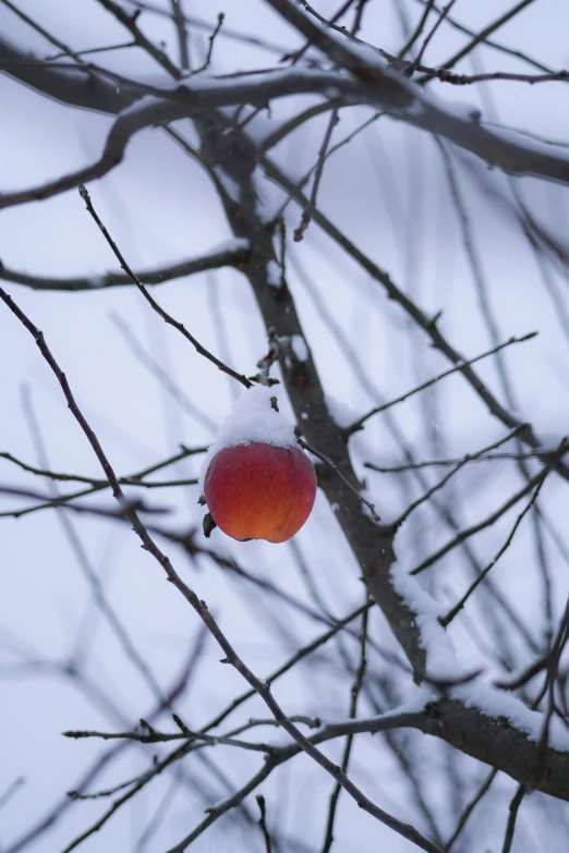 a red apple sitting on top of a tree covered in snow, dark grey and orange colours, photograph, hanging, peach