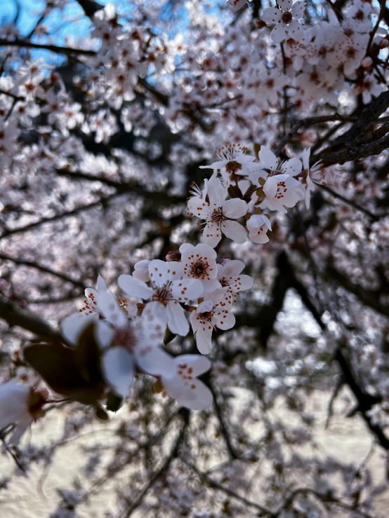 a bunch of white flowers on a tree, happening, profile image, instagram picture, close up front view, sakura bloomimg