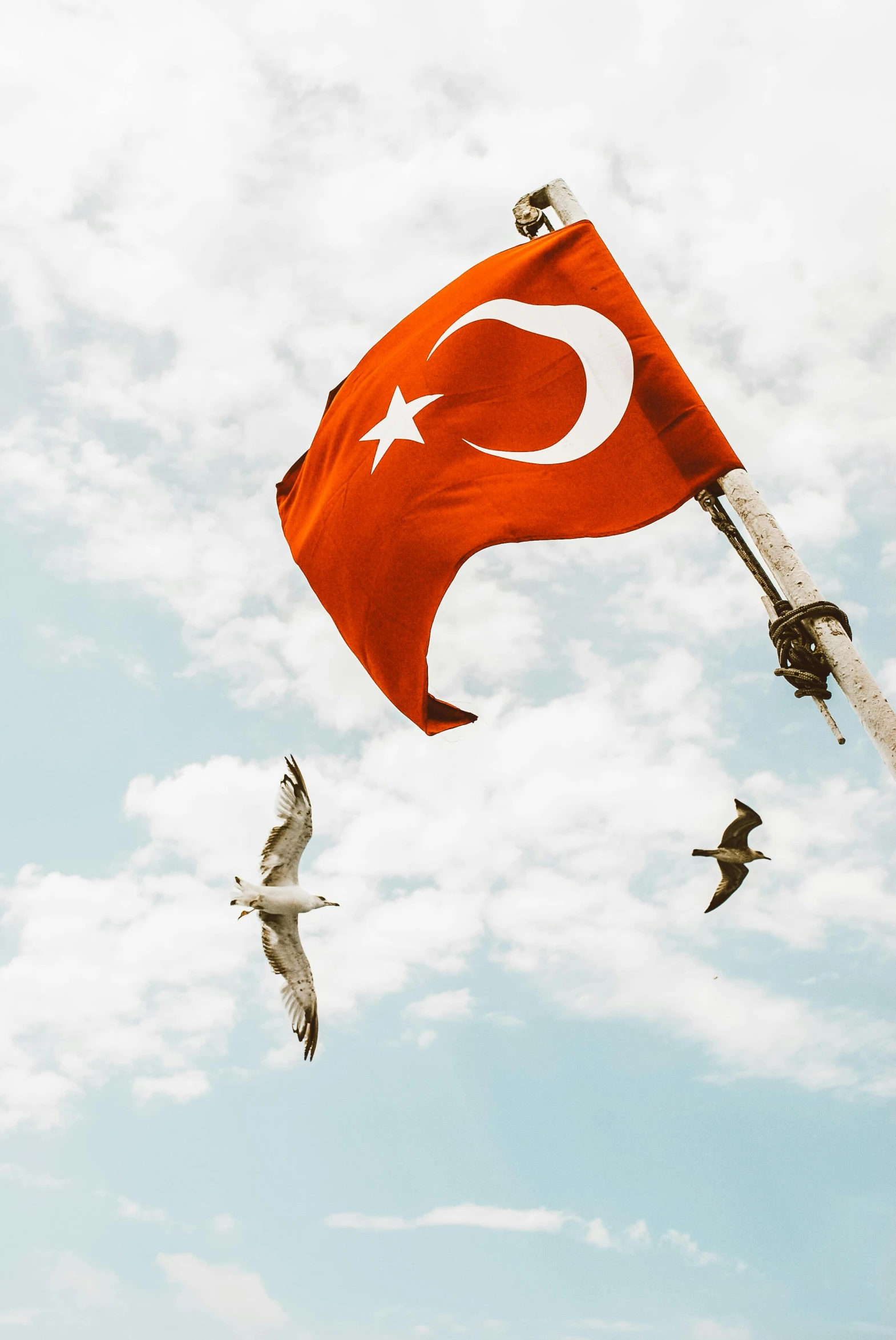 a group of seagulls flying around a turkish flag, a colorized photo, pexels contest winner, square, porcelain skin ”, 🚿🗝📝, super high resolution