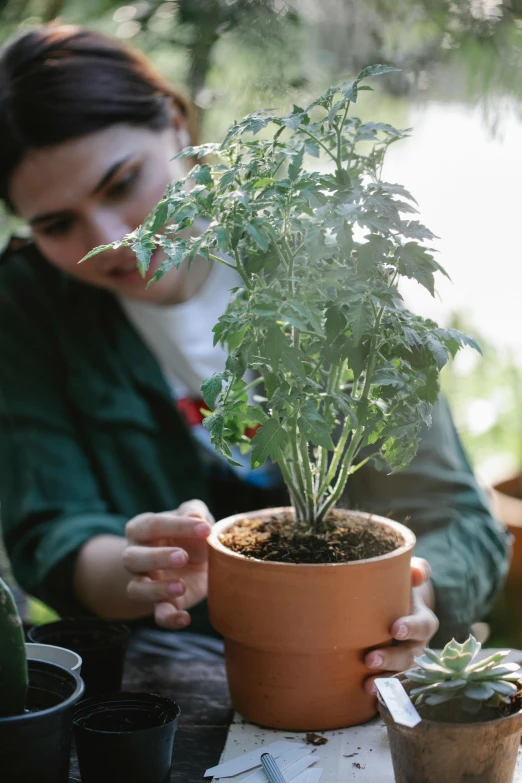 a woman sitting at a table holding a potted plant, forest gump tomato body, creating a soft, dendritic, terracotta