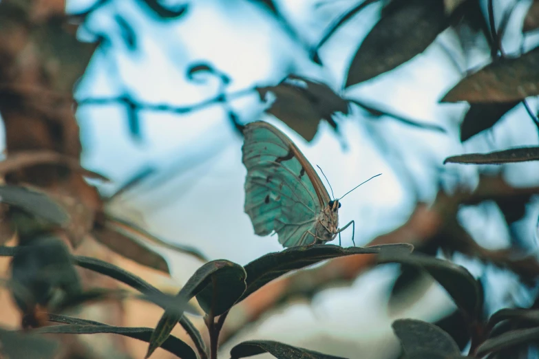 a butterfly sitting on top of a leaf covered tree, by Matija Jama, pexels contest winner, greenish blue tones, on a canva, soft light 4k, multiple stories