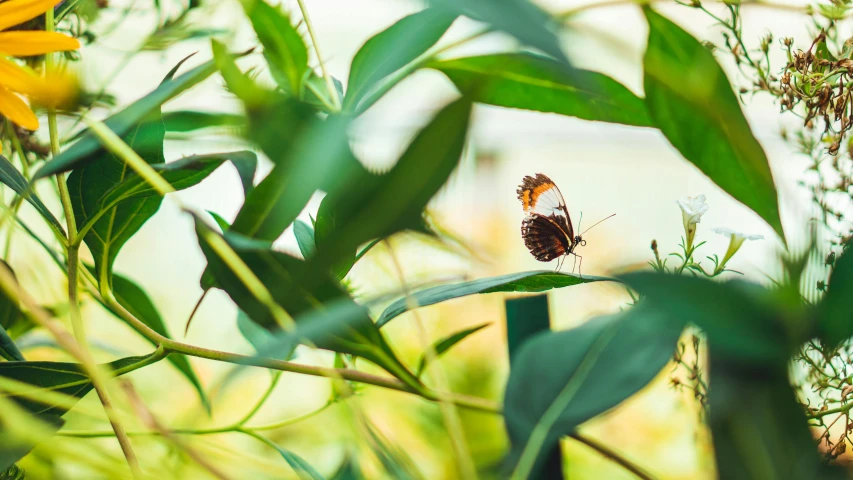 a butterfly sitting on top of a green plant, by Daniel Lieske, unsplash, visual art, of bamboo, garden environment, tiffany dover, rectangle