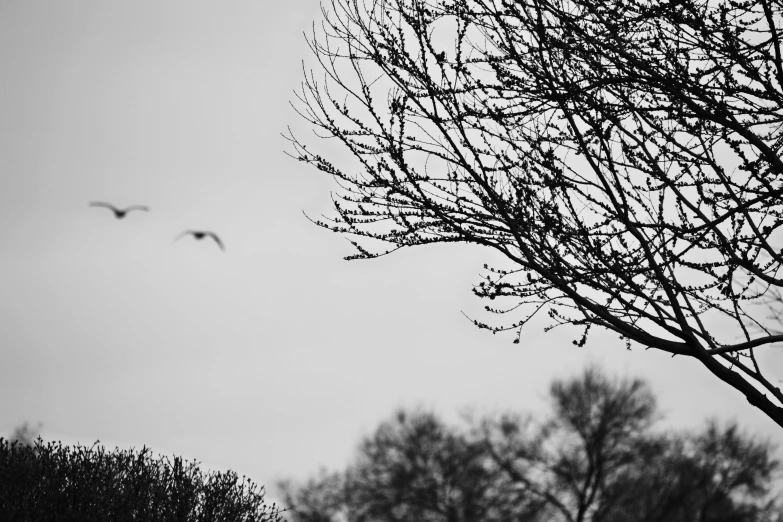 a black and white photo of birds flying in the sky, unsplash, figuration libre, tree; on the tennis coat, spring evening, on a dark winter's day, today\'s featured photograph 4k