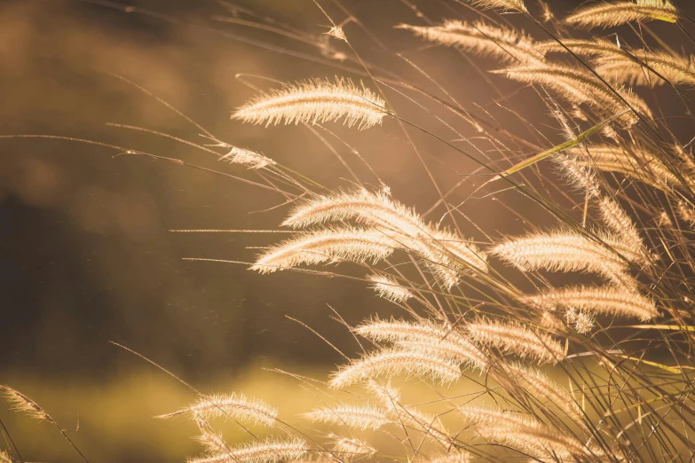 a bunch of tall grass blowing in the wind, trending on unsplash, gold light, fleurfurr, lights, 2019 trending photo