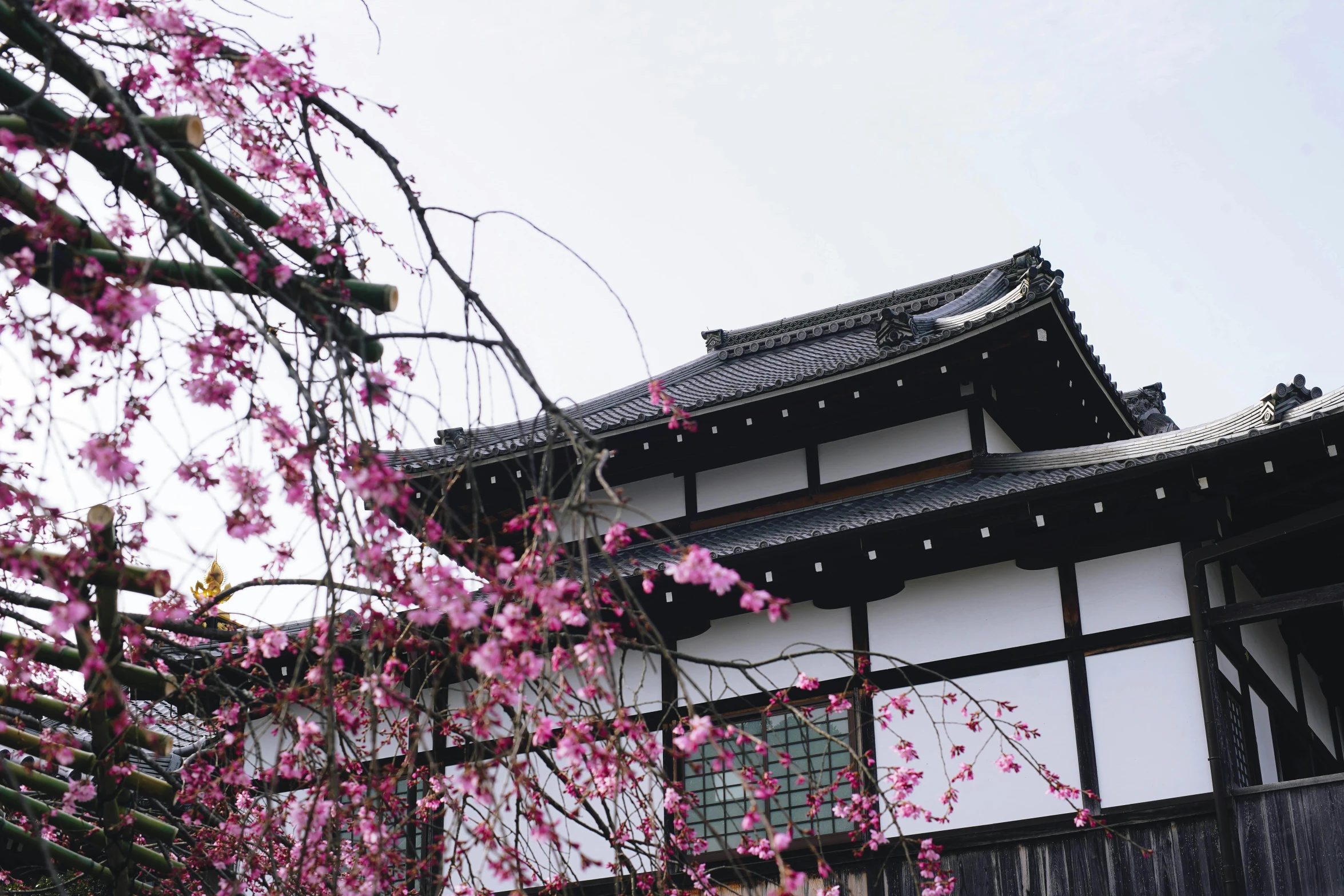 a tree with pink flowers in front of a building, inspired by Itō Jakuchū, trending on unsplash, located in a castle, 🚿🗝📝