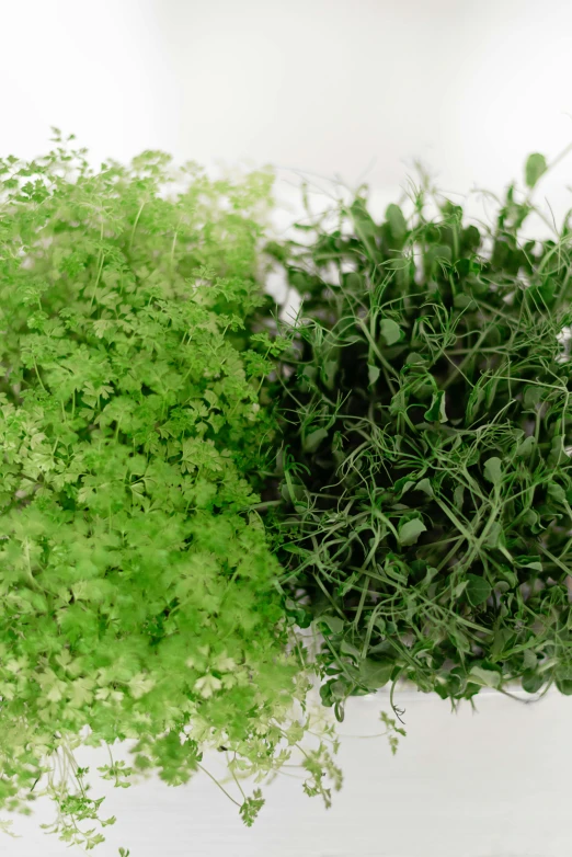 a bunch of green plants sitting on top of a white surface, hurufiyya, image split in half, organic matter, commercially ready, mix