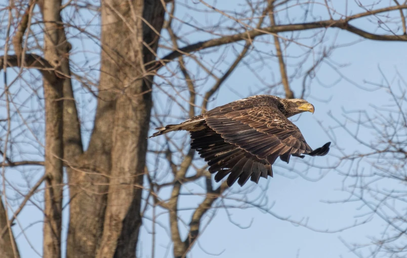 a bird that is flying in the air, by Jan Tengnagel, hurufiyya, bald eagle, perched in a tree, taken in the early 2020s, young female