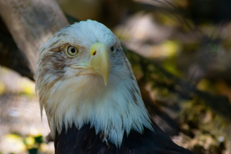 a bald eagle sitting on top of a tree branch, a portrait, pexels contest winner, hurufiyya, humanoid feathered head, with a white muzzle, zoo photography, a high angle shot