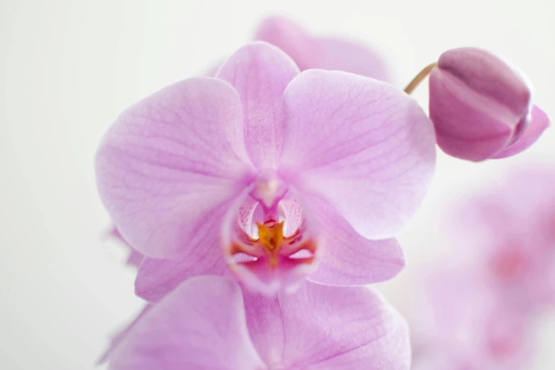 a close up of a pink flower on a white background, by Pamela Drew, trending on unsplash, photorealism, moth orchids, soft purple glow, very crisp details, taken in the early 2020s