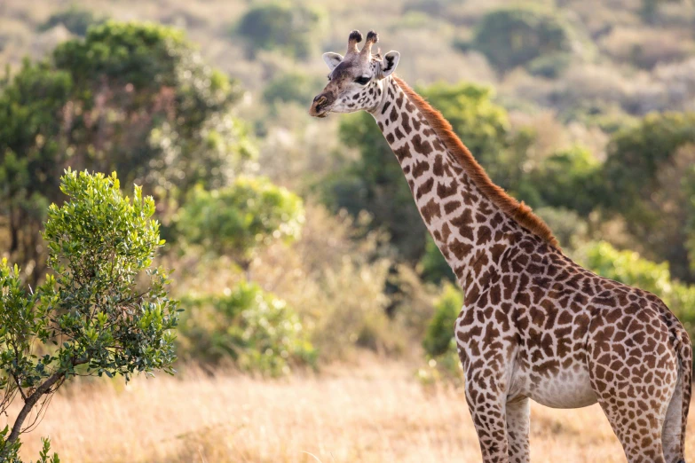 a giraffe standing in the middle of a field, lush surroundings, very kenyan, luxury, fan favorite