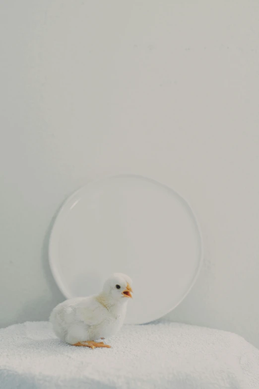 a small white chicken sitting on top of a white plate, a picture, by Clara Miller Burd, postminimalism, high res photograph, kek, jaime jasso, subject= duck
