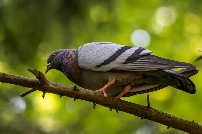 a pigeon sitting on top of a tree branch, pexels contest winner, biodiversity all round, purple, lush surroundings, te pae