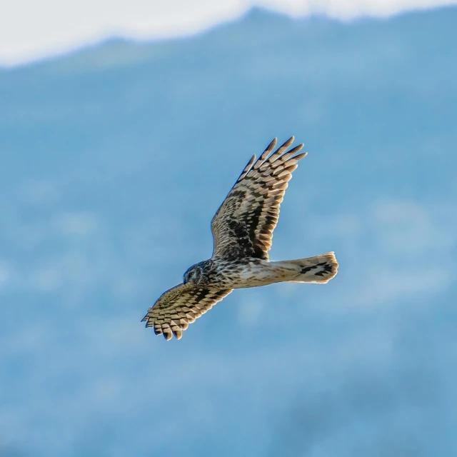 a bird that is flying in the sky, a picture, by Julian Hatton, pexels contest winner, skewed shot, merlin, full 8k high quality resolution, viewed from a distance