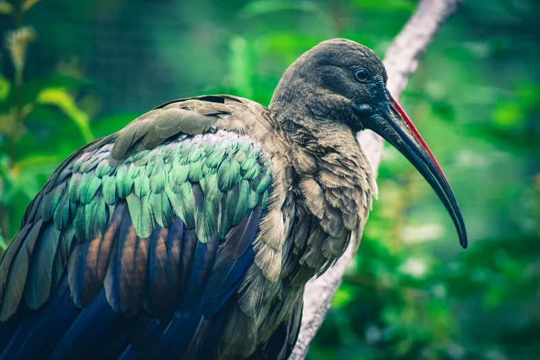 a large bird sitting on top of a tree branch, pexels contest winner, hurufiyya, aerial iridecent veins, maori, green feathers, museum quality photo