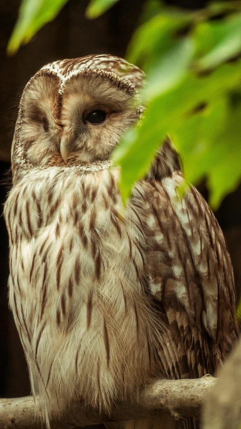 a brown and white owl sitting on top of a tree branch, a portrait, by Peter Churcher, pexels, ::