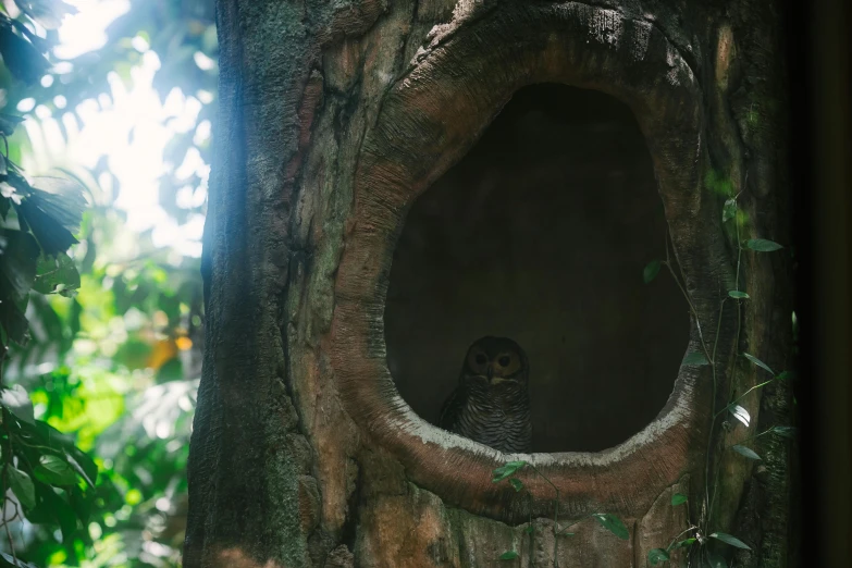 an owl is sitting in a hollow in a tree, by Elsa Bleda, pexels contest winner, sumatraism, window open, museum quality photo, medium format. soft light, beautiful sunny day