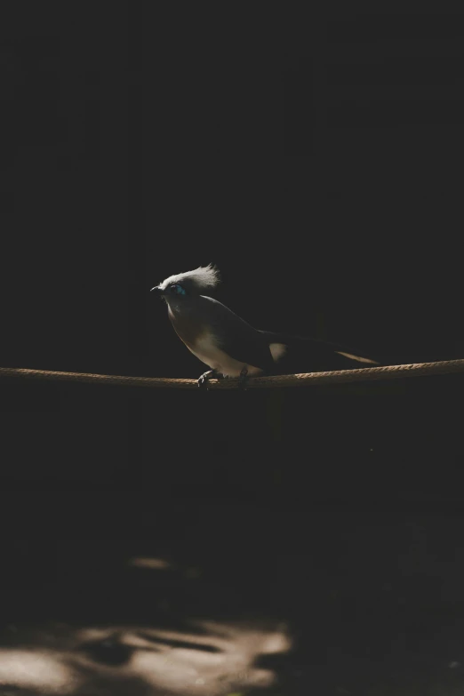 a bird that is sitting on a wire, pexels contest winner, minimalism, low key lights, regal pose, sharp focus »