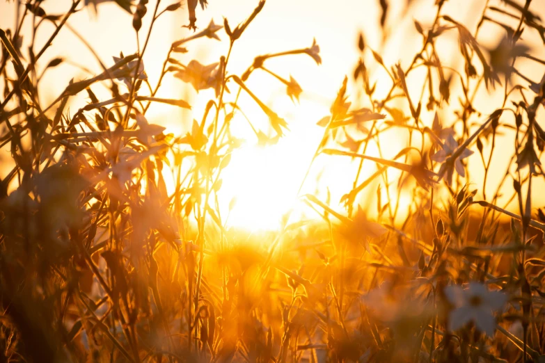 a field full of tall grass with the sun setting in the background, trending on pexels, sun shining through the leaves, field on fire, shades of gold display naturally, the sun reflecting on a window