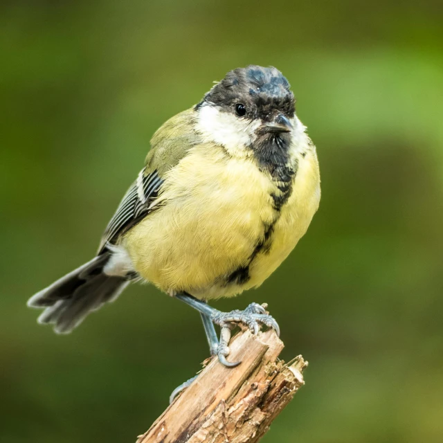 a small bird sitting on top of a tree branch, posing for camera, fluffy green belly, rounded beak, shot with sony alpha