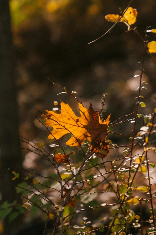 a close up of a leaf on a tree branch, trending on unsplash, in an evening autumn forest, slide show, sun lit, ignant