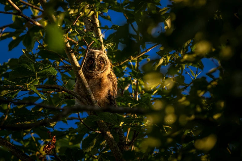 an owl sitting on top of a tree branch, a portrait, unsplash contest winner, late afternoon light, by greg rutkowski, looking up to the sky, late summer evening
