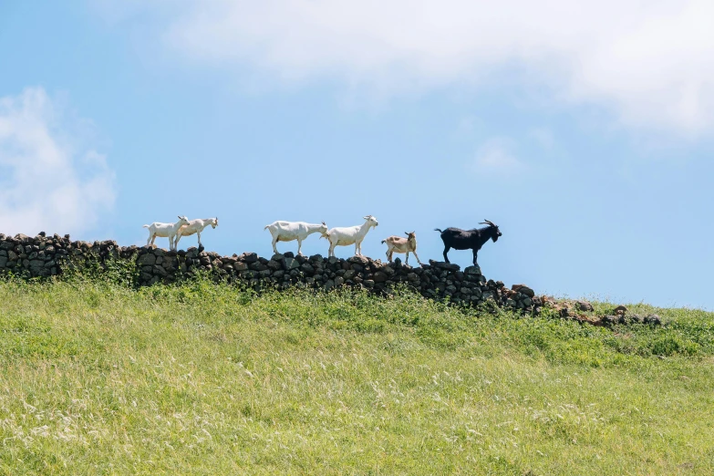 a herd of goats standing on top of a lush green hillside, by Yasushi Sugiyama, unsplash, figuration libre, pembrokeshire, multiple stories, conde nast traveler photo, no cropping