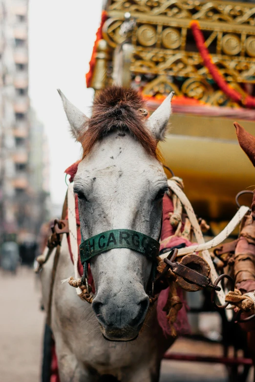 a white horse pulling a carriage down a street, by Daniel Lieske, trending on unsplash, baroque, chinese new year in shanghai, close - up of face, talaat harb square cairo, profile image