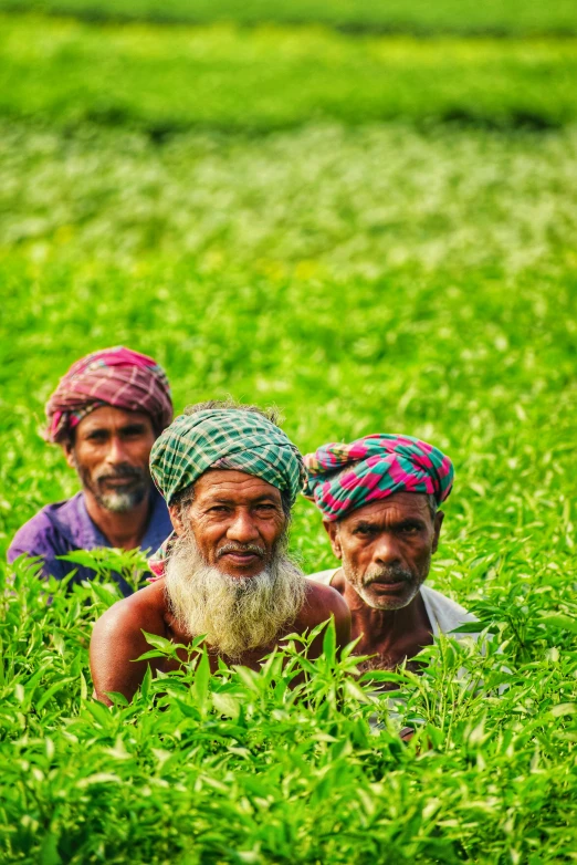 a group of men sitting on top of a lush green field, by Rajesh Soni, pexels contest winner, an oldman, multicolored faces, bangladesh, rows of lush crops