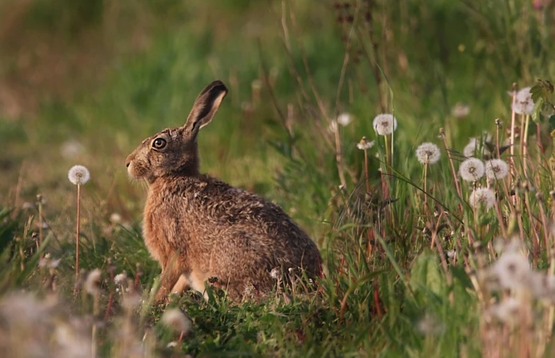 a rabbit sitting in a field of tall grass, by John Atherton, pixabay contest winner, spring evening, yorkshire, with soft bushes, roaming the colony