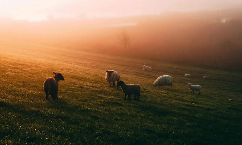 a herd of sheep standing on top of a lush green field, pexels contest winner, romanticism, fog golden hour, morning light showing injuries, on a farm, bathed in the the glow